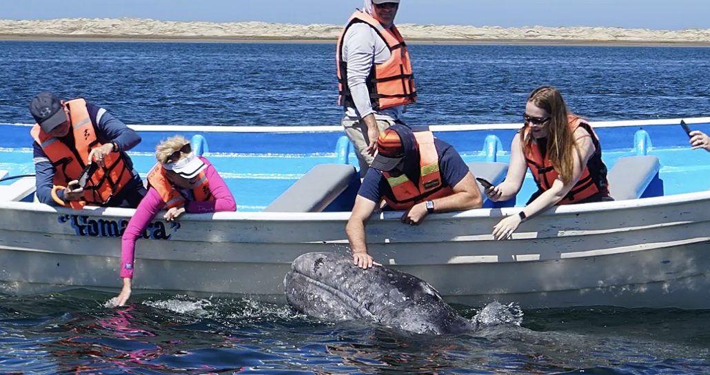 México suma mil 364 ejemplares de ballena gris en reserva en Baja California Sur