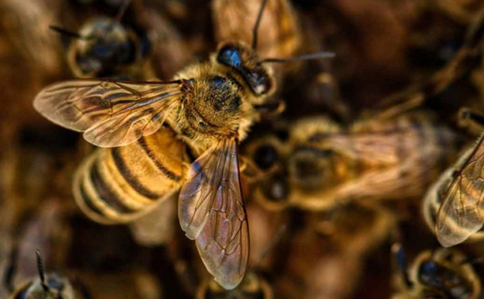 Abejas atacan a vecino empalmense