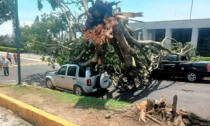 Rachas de viento derriban árboles y dañan viviendas en Veracruz