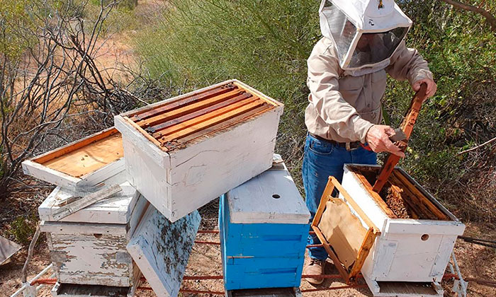 Fuerte inversión en agricultura y apicultura
