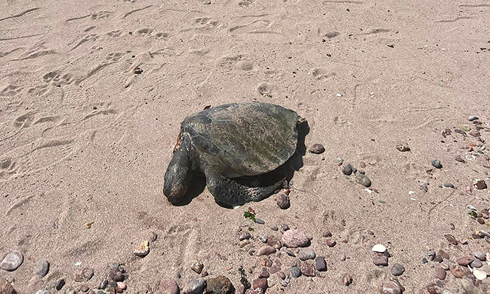 Ambientalistas denuncian a ‘reizeros’ por muerte de tortuga