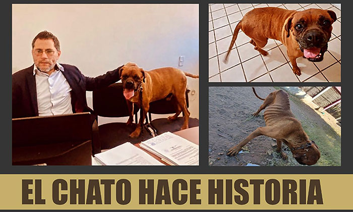 Canino participa en audiencia judicial contra su dueña por maltrato animal