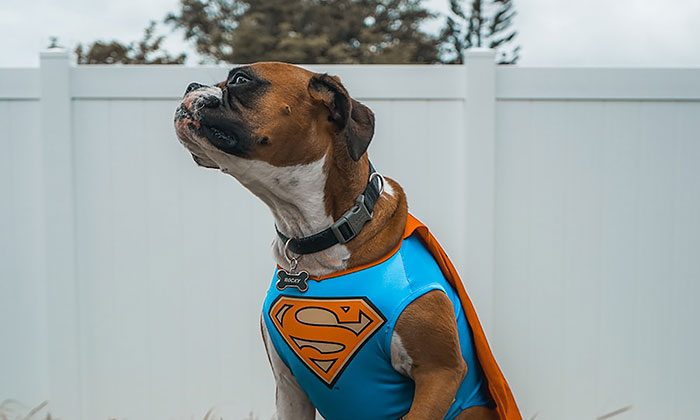 Realizarán caminata a favor de albergue canino