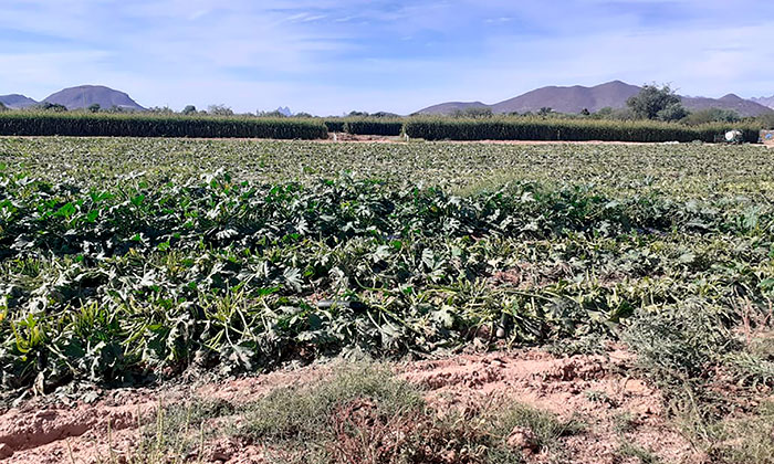 Está en buen momento el campo