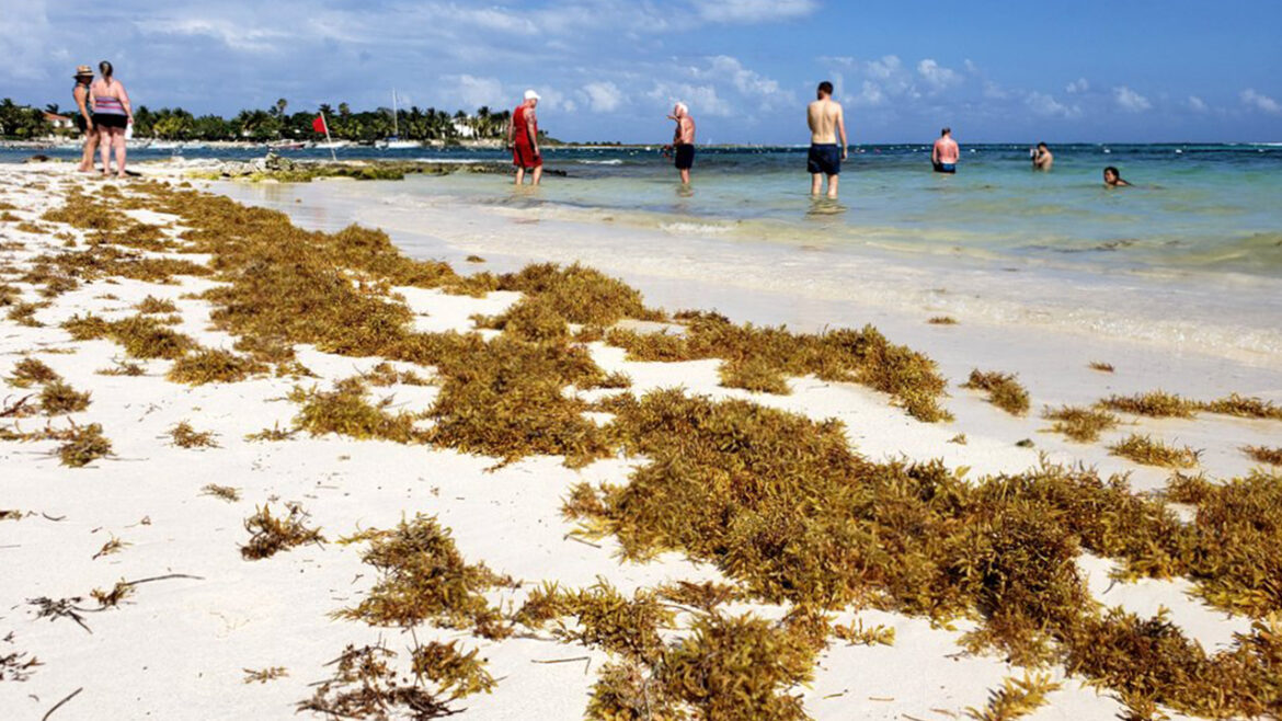 Una masa de algas de 8.000 km de ancho se dirige a Florida y amenaza con afectar el turismo en el Caribe