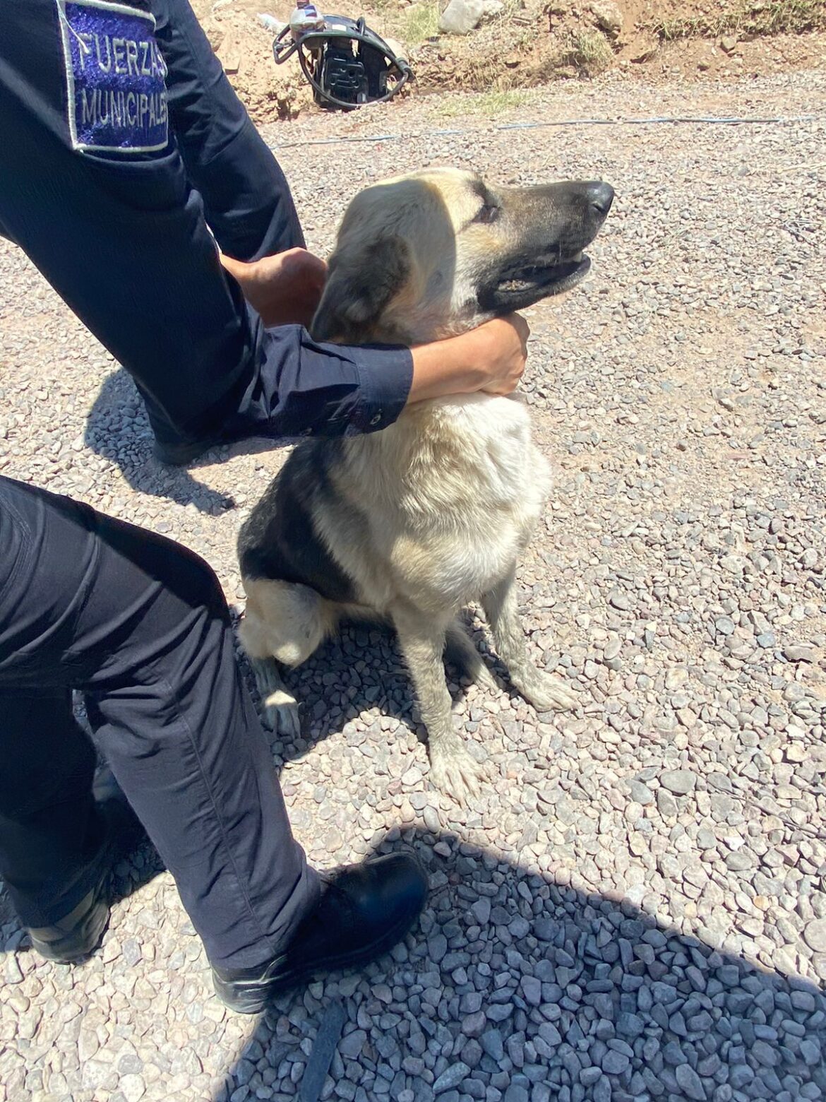 Rescatan a perro en canal pluvial; Agentes de la Policía Municipal