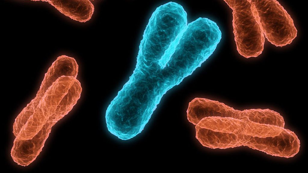 Científicos reportan que el cromosoma “Y” de los hombres está desapareciendo