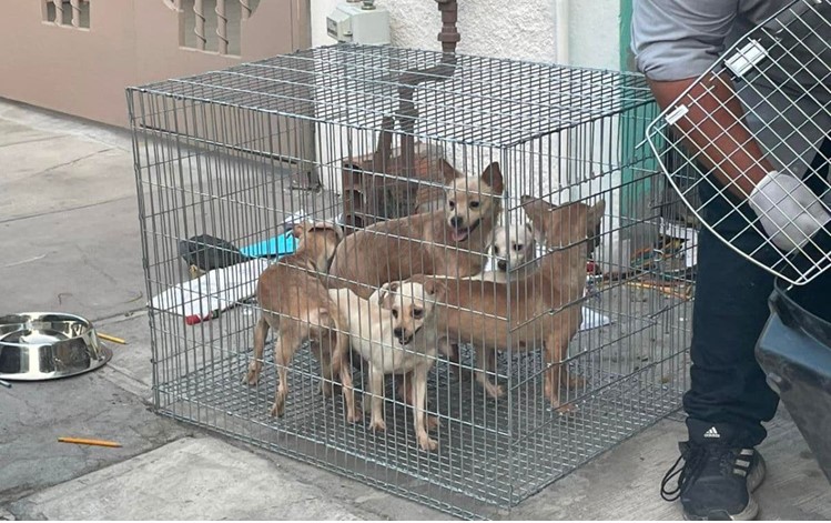 Rescatan a 17 perritos maltratados y desnutridos en Nuevo Leon
