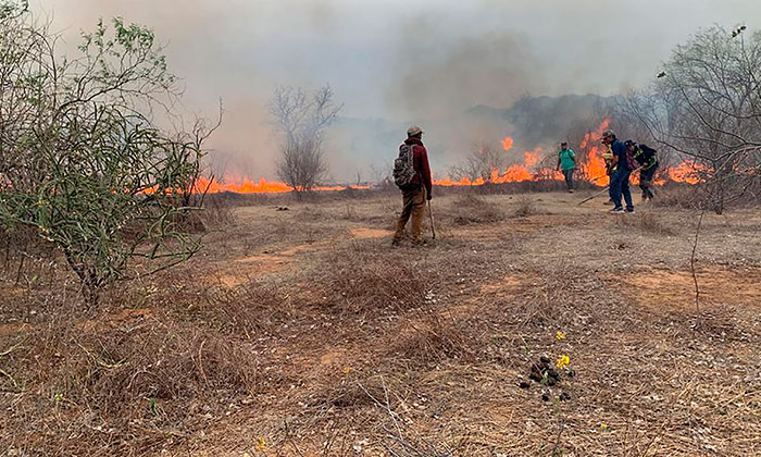 Sofocan cuatro incendios forestales en Carbó, Álamos y Yécora