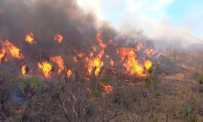 Mantiene Protección Civil Sonora combate a incendios forestales; suman 53 en lo que va del año