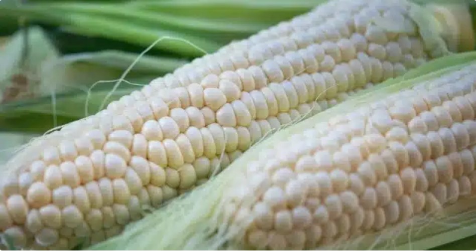 ¡Es oficial! Imponen impuesto del 50% a la importación de maíz blanco