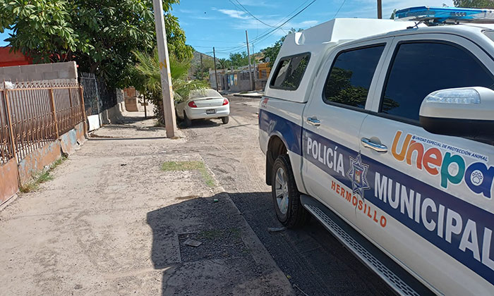 Aumenta registro de maltrato animal en Sonora; Gracias a reformas legales