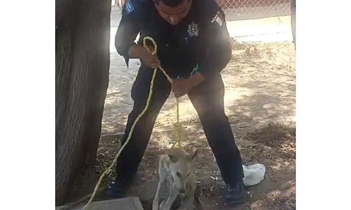 Rescatan a perro atrapado en alcantarilla; Elementos de la Policía Municipal