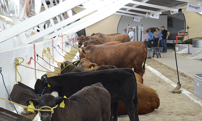 Buscan realizar inventario de hato ganadero; Autoridades de Sagarhpa