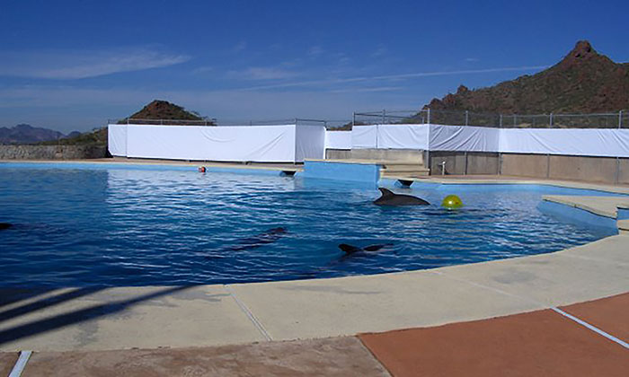 Arrancan actividades de terapias con delfines en el Delfinario de Guaymas