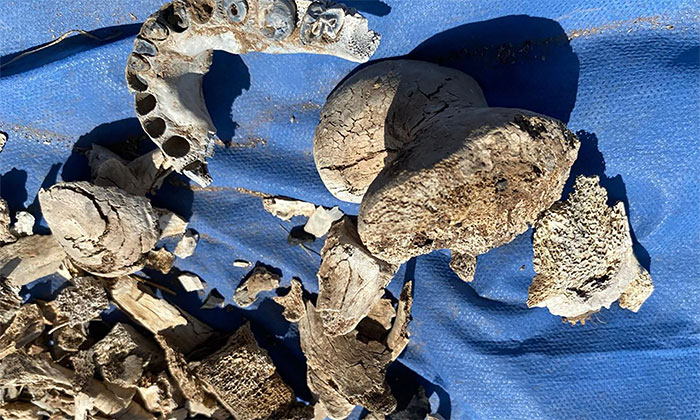 Realizan buscadoras hallazgo de restos humanos en Tubutama