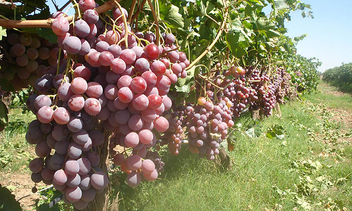 Sonora es el principal productor de uva de mesa en el país