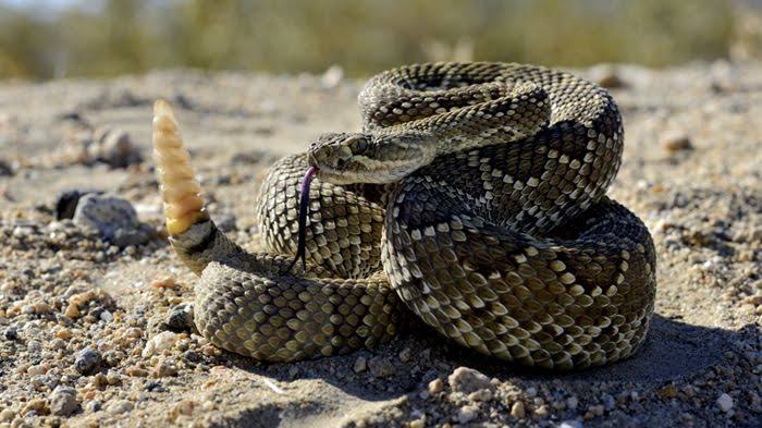 Aumenta presencia de fauna silvestre en periferias durante el verano