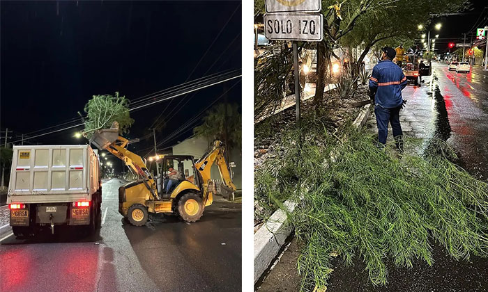 Dejan lluvias árboles y postes caídos en varios puntos de la ciudad