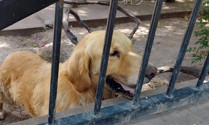 Rescatan policías a can por maltrato animal en Ciudad Obregón