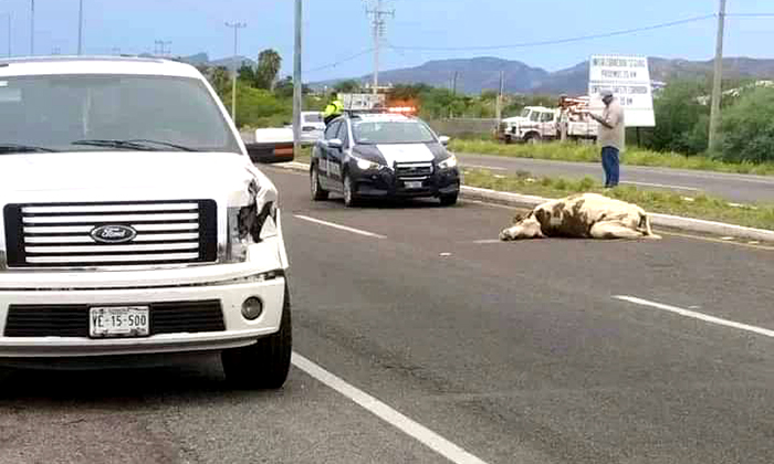 Pick up choca contra vaca en San Carlos