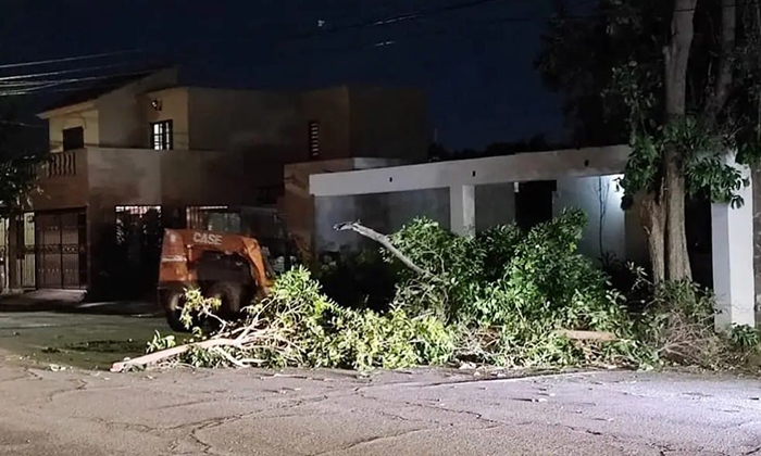 Derriban vientos árboles y cableado en la ciudad durante la noche del lunes