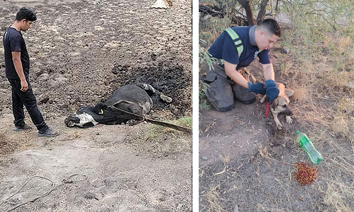 Rescatan Bomberos a vaca atrapada en fango en el ejido El Tazajal