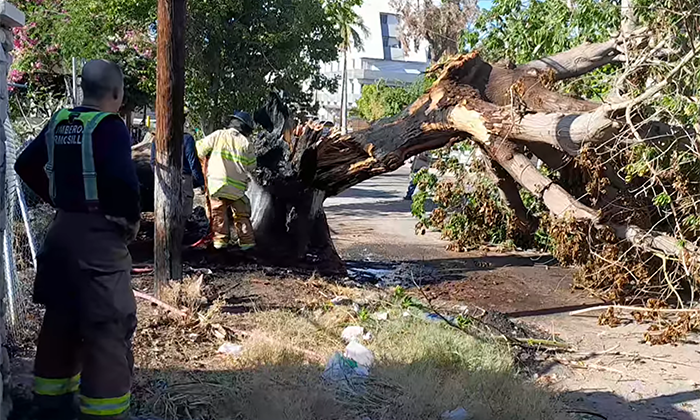 Cae árbol sobre autos y arrasa cableado en la colonia Los Igualados
