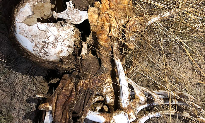 Localizan Buscadoras restos humanos en un predio cerca del Cerro de la Virgen