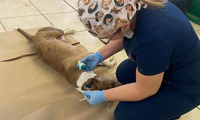 Realizan jornada de salud para mascotas en Moctezuma y Hermosillo