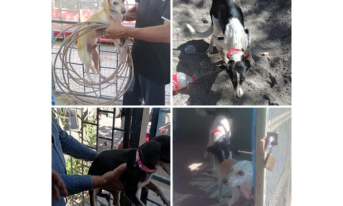Rescata AMIC a tres caninos durante cateo en Ciudad Obregón
