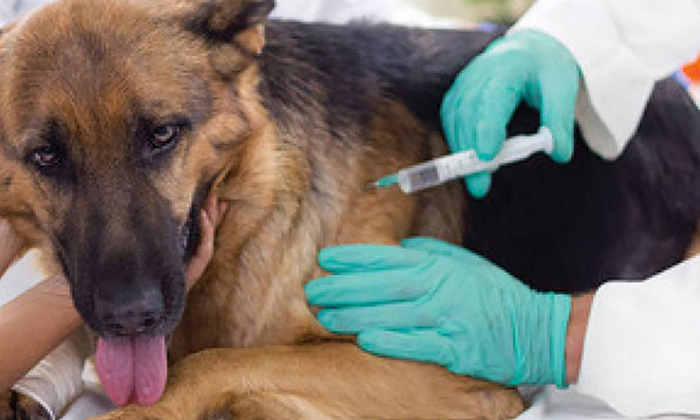 Aplican casi 177 mil vacunas a mascotas