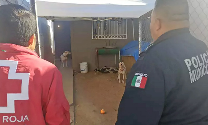 Grave menor atacado por pitbull en Nogales