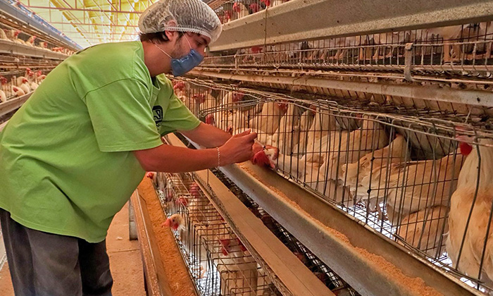 Controlan brote de influenza aviar en el sur de Sonora