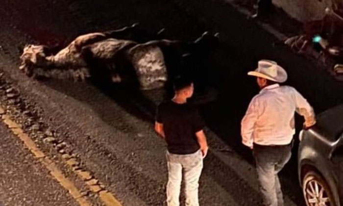 Muere caballo tras caer a puente deprimido en San Pedro El Saucito