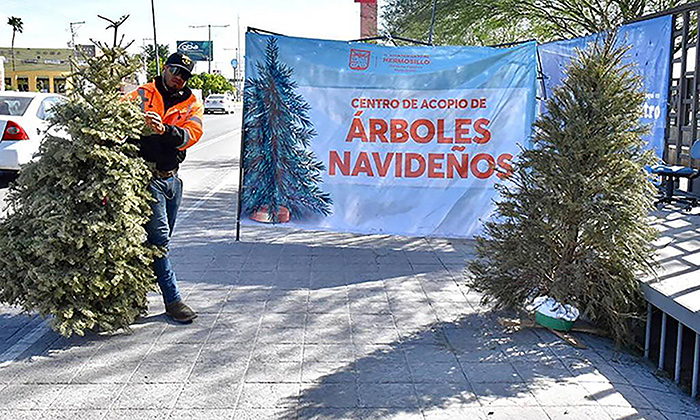Mantienen acopio de pinos navideños naturales; Autoridades municipales