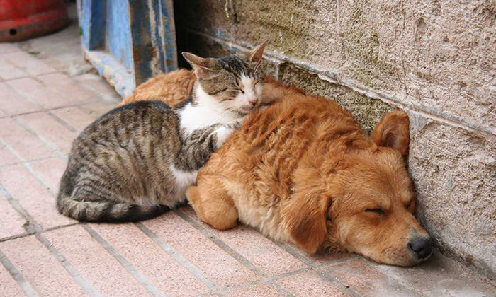 Adoptaron familias más de 300 mascotas durante 2023