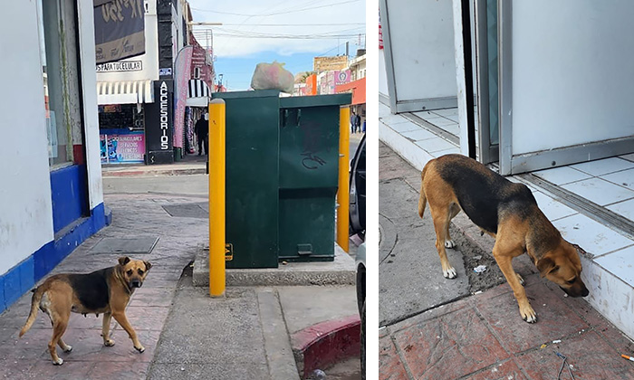 Abundan perros callejeros en el Centro; Deterioran la imagen urbana