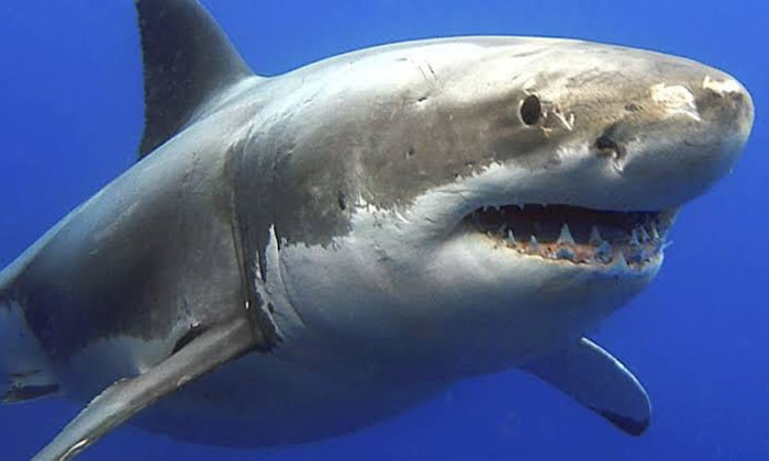 Reportan de nuevo avistamiento de tiburón en las costas de Guaymas y Empalme