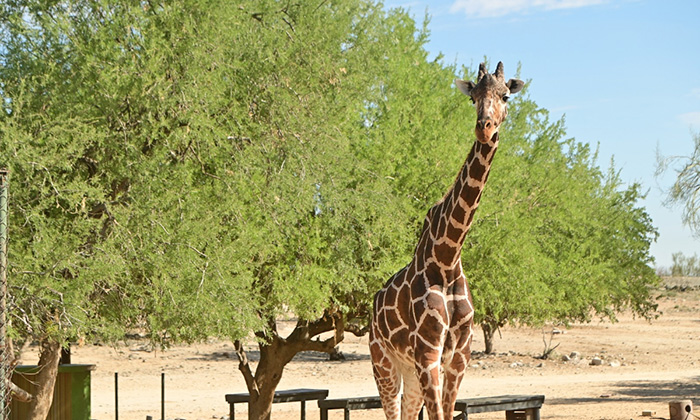 Muere la jirafa “Pancho” por causas naturales