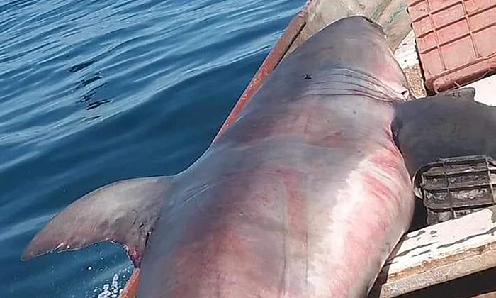 Capturan tiburón blanco en Bahía de Kino