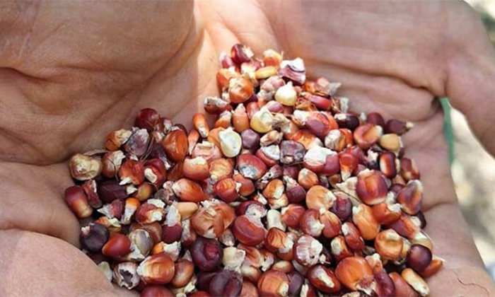 Buscan Investigadores del CIAD y Unison establecer banco de semillas