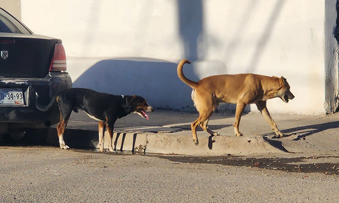 Aumenta presencia de perros callejeros en las colonias de Hermosillo