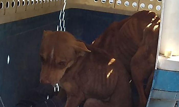 Rescatan a dos canes víctimas de crueldad animal en Ciudad Obregón