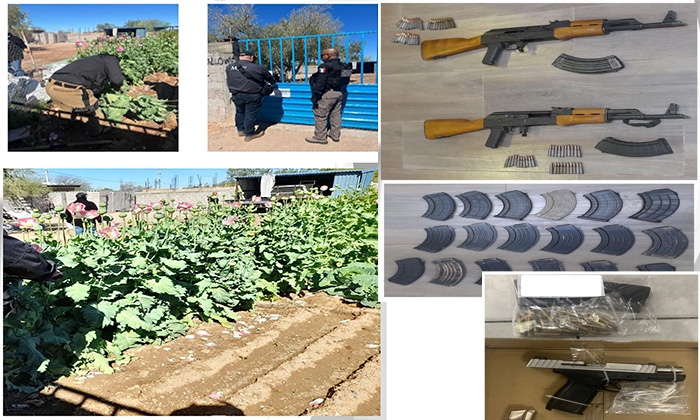 Aseguran arsenal y plantío de amapola en el norte de Sonora