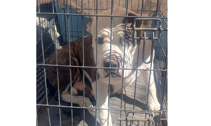 Rescata AMIC a canina Pitbull maltratada en Ciudad Obregón