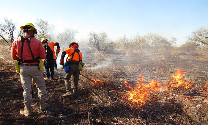 Logran sofocar incendio forestal en Quiriego; Afectó 140 hectáreas