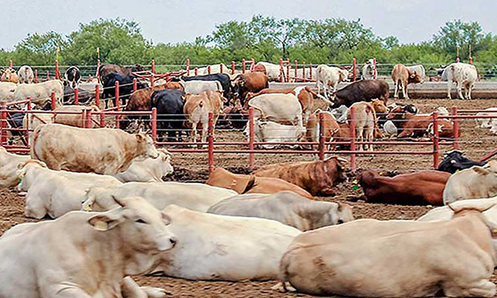 Esperan superar exportación de 300 mil cabezas de ganado en el presente año