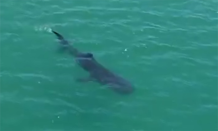 Captan a tiburón ballena en Bahía de Kino