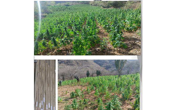 Destruyen ocho sembradíos con mariguana en Navojoa